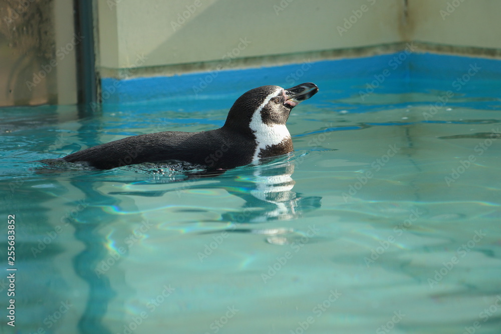 39 最適な 憂い フンボルトペンギン 画像 ストック写真 ベクター Adobe Stock