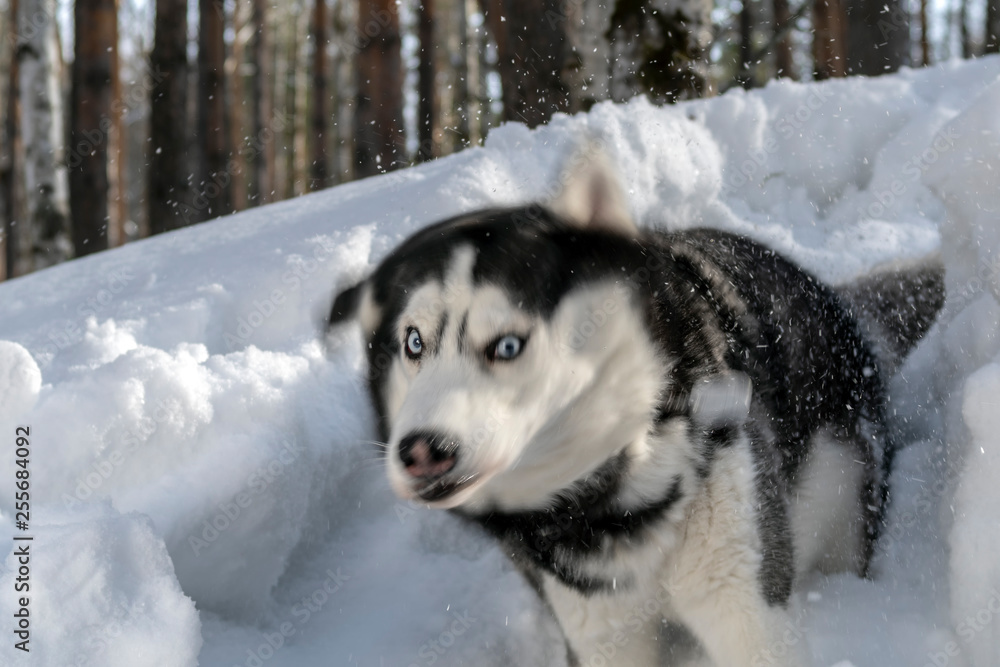 Siberian Husky dog shaking off snow over winter forest background