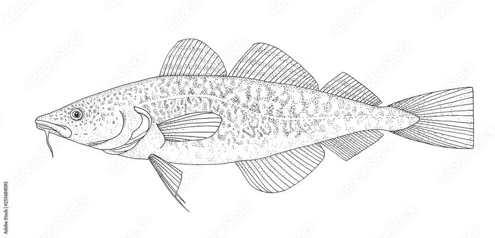 Obraz premium Atlantic cod. Hand drawn black image.