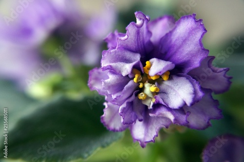 Beautiful violet close-up macro