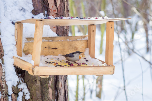 Fotografie hungry wild bird nuthatch on a tree in spring forest