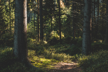 Beautiful Sunset In Sunny Autumn Coniferous Forest