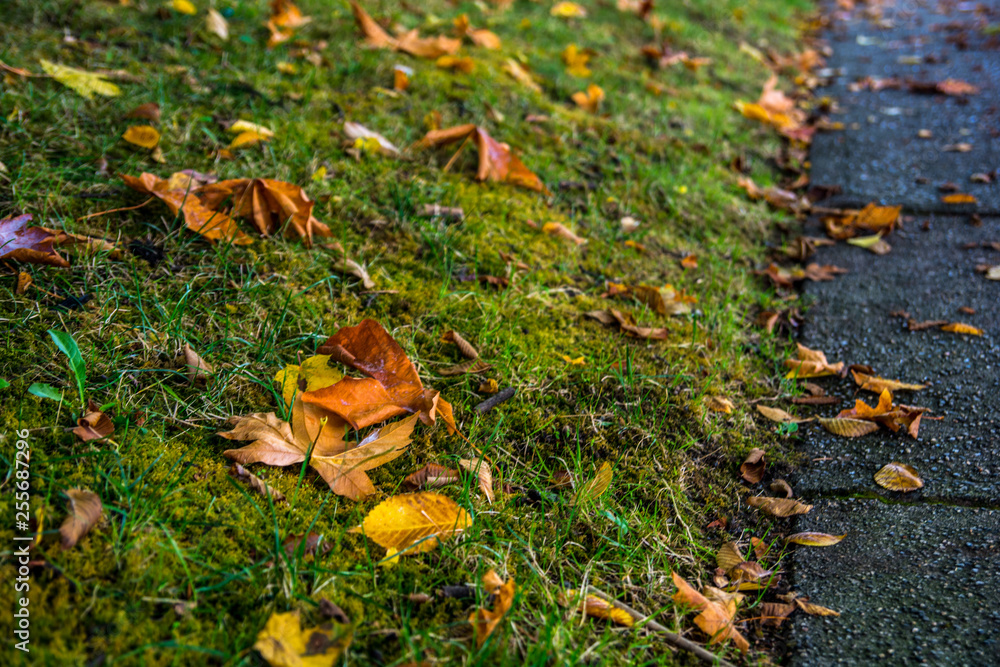 Colorful picture of autumn leaves on green grass Colorful picture of autumn leaves on green grass