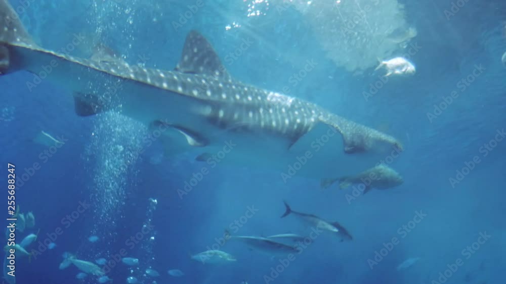 View of the giant aquarium glass tank with the big whale and many fishes in the tank - View of the giant aquarium glass tank with the big whale and many fishes in the tank -