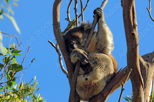 Photography Koala in wild