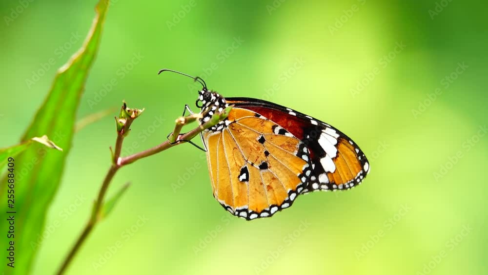 4K Thai beautiful butterfly on meadow flowers nature outdoor 4K Thai beautiful butterfly on meadow flowers nature outdoor