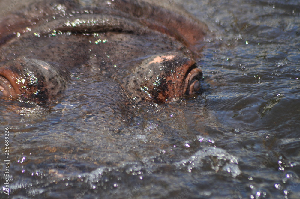 Fototapeta premium Hippo. Floating in the water a large animal living in Africa