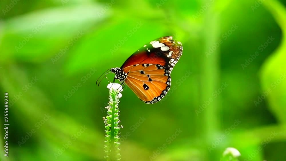 HD 1080p super slow Thai butterfly in pasture flowers Insect outdoor nature HD 1080p super slow Thai butterfly in pasture flowers Insect outdoor nature
