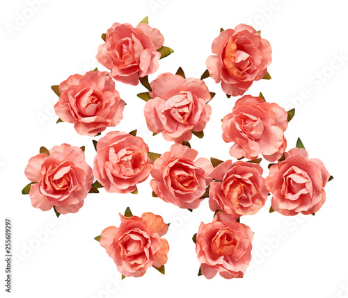 Blooming pink flowers  decorative plant  romantic mood.