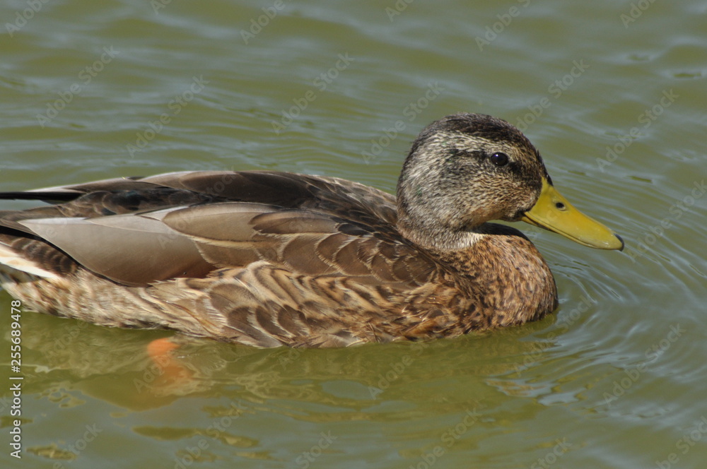 Mallard Duck. Wild bird floating on the lake. Portrait of the animal. Mallard Duck. Wild bird floating on the lake. Portrait of the animal.