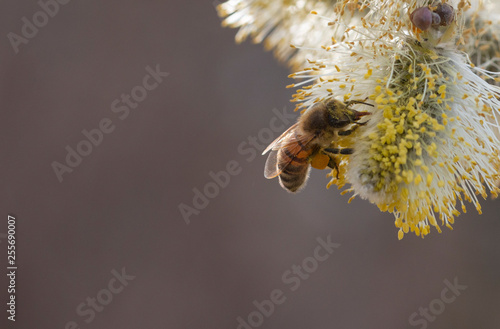 Fotografi salix cinerea - grey willow
