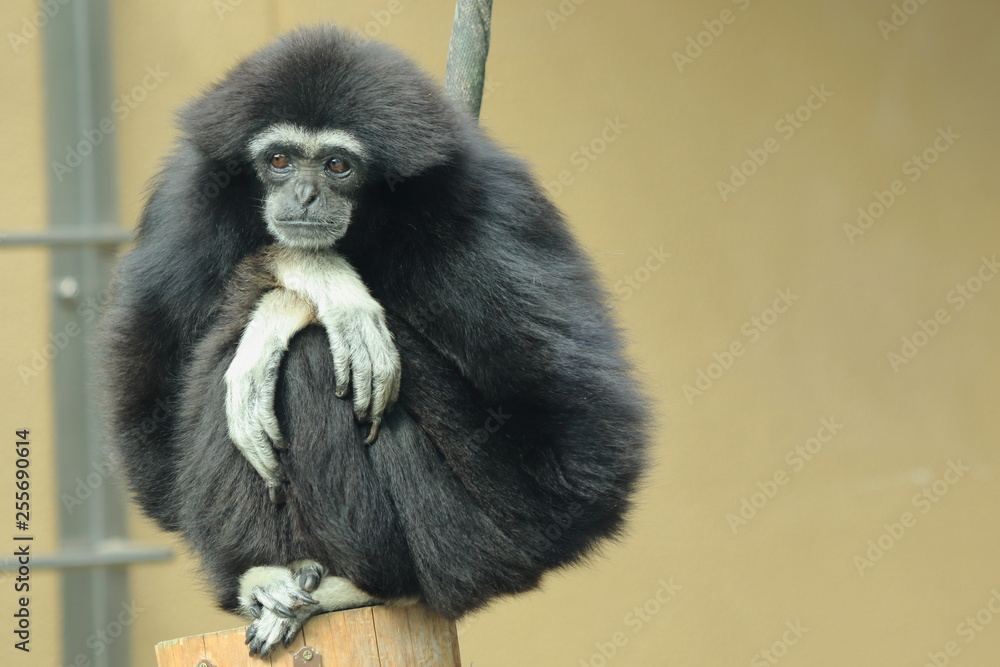Fototapeta premium 動物園の黒毛のシロテテナガザル