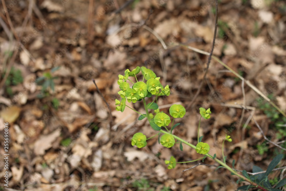 euforbia euforbia