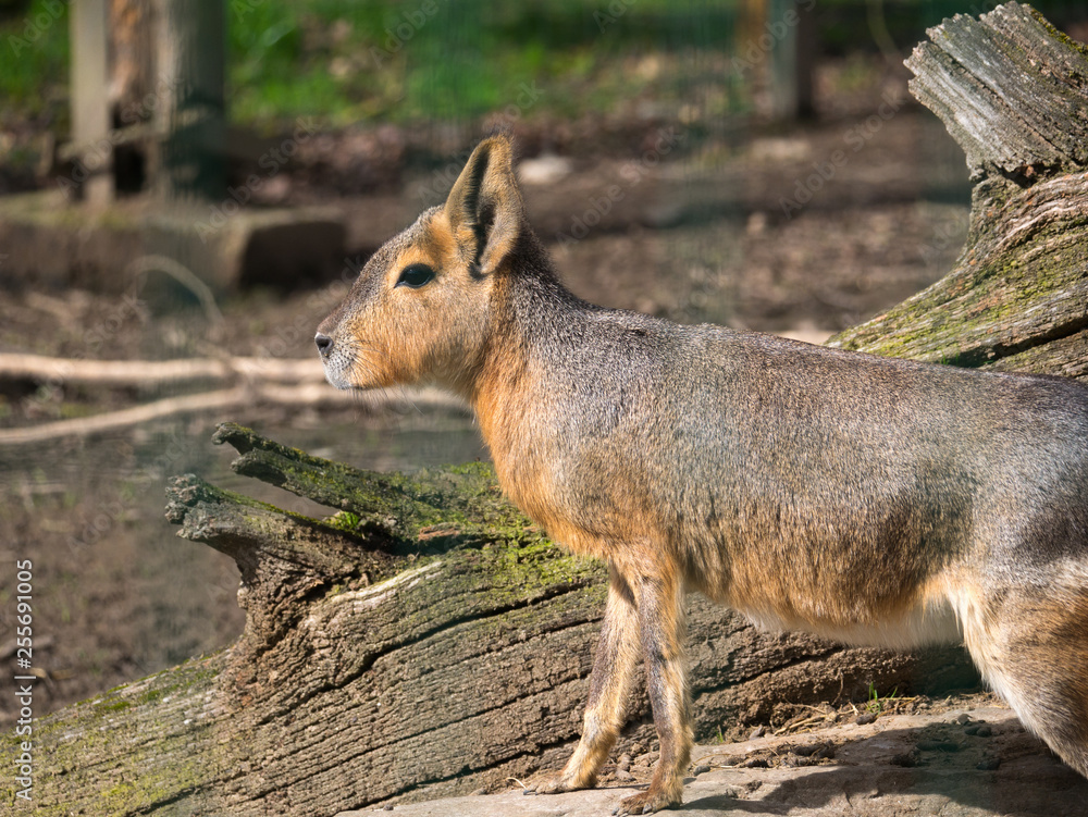 Fototapeta premium Mara