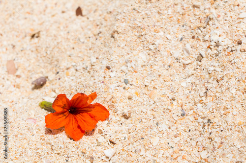 Orange Asian flower Hibiscus on the sand, Thailand photo