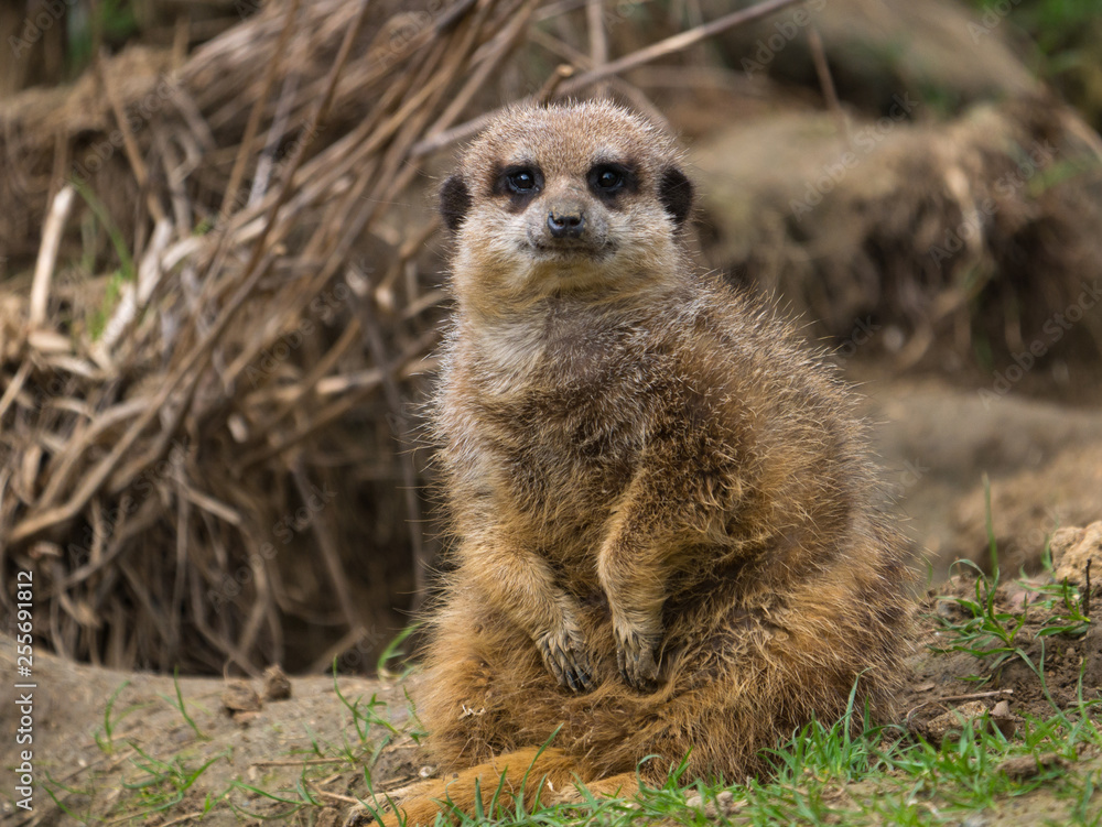 Suricate Suricate