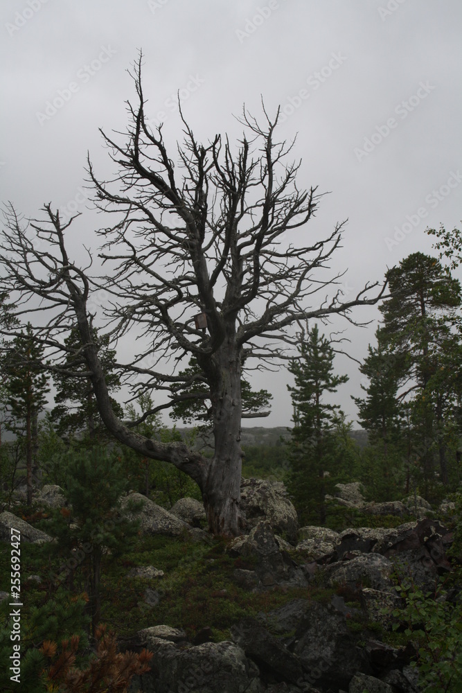 Lappland Tree
