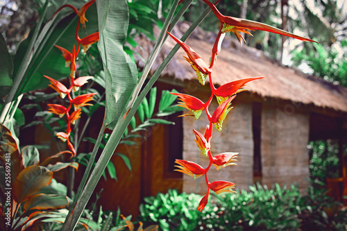 Banana flowers and Bamboo House, bungalow, from natural wood tree on the tropical island Bali, Indonesia. photo