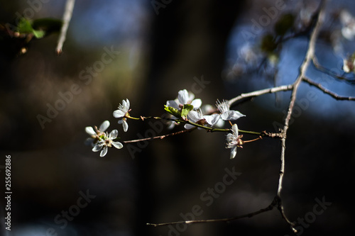 White flowers on branch