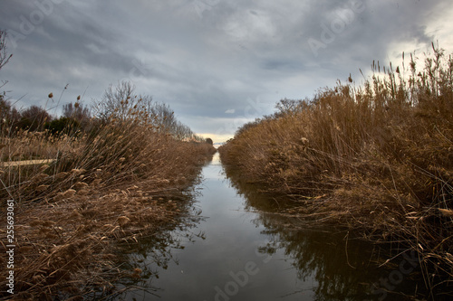 River and reeds