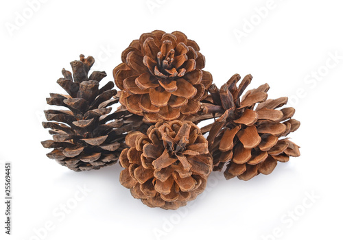 Big set of cones various coniferous trees isolated on white background