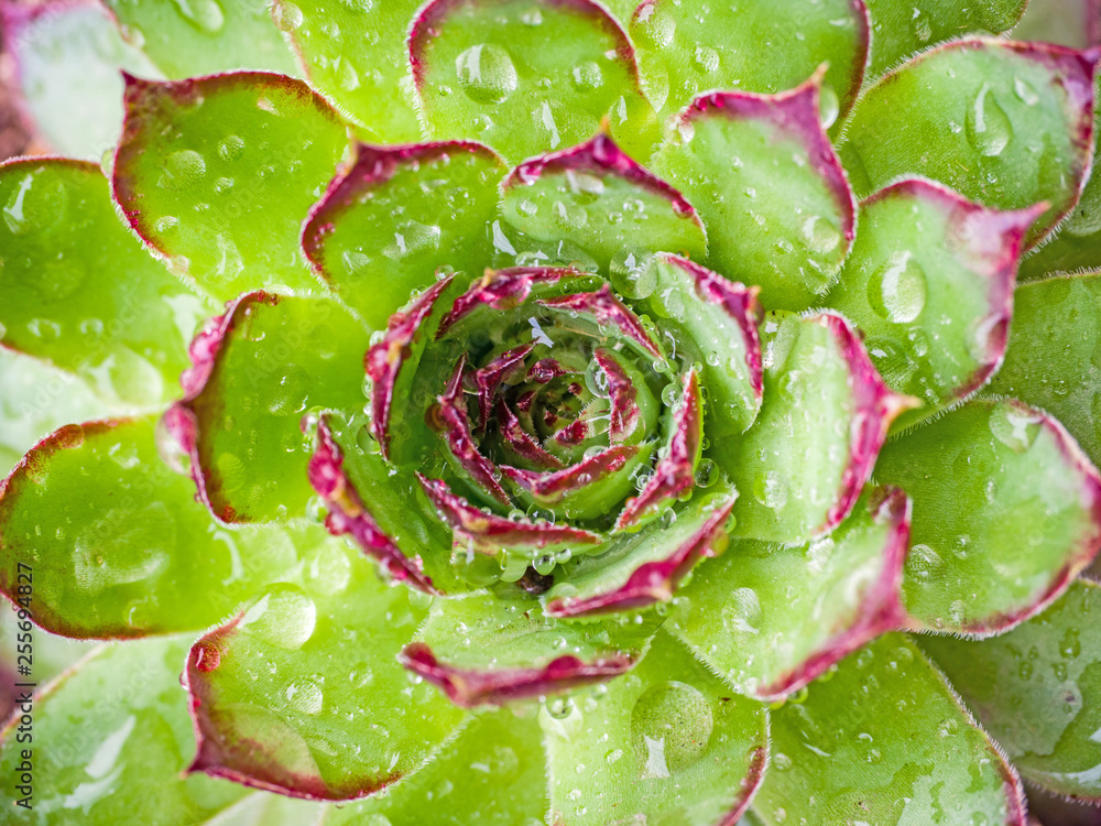 Obraz premium close-up shot of succulent plant