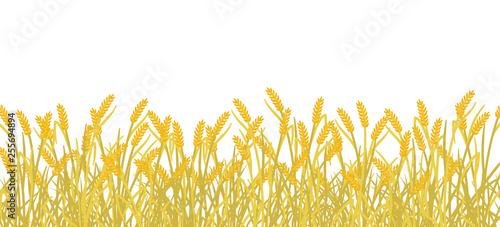 Cereal rye field banner background. Yellow gold autumn agricultural plant grass. Barley vector illustration. Agricultural wheat harvest.