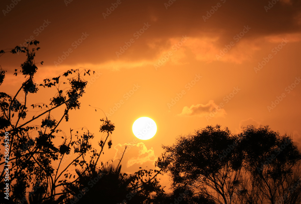Obraz premium Silhouette of the foliage against dazzling setting sun on orange gold cloudy sky of Easter Island, Chile