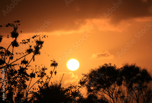 Silhouette of the foliage against dazzling setting sun on orange gold cloudy sky of Easter Island  Chile