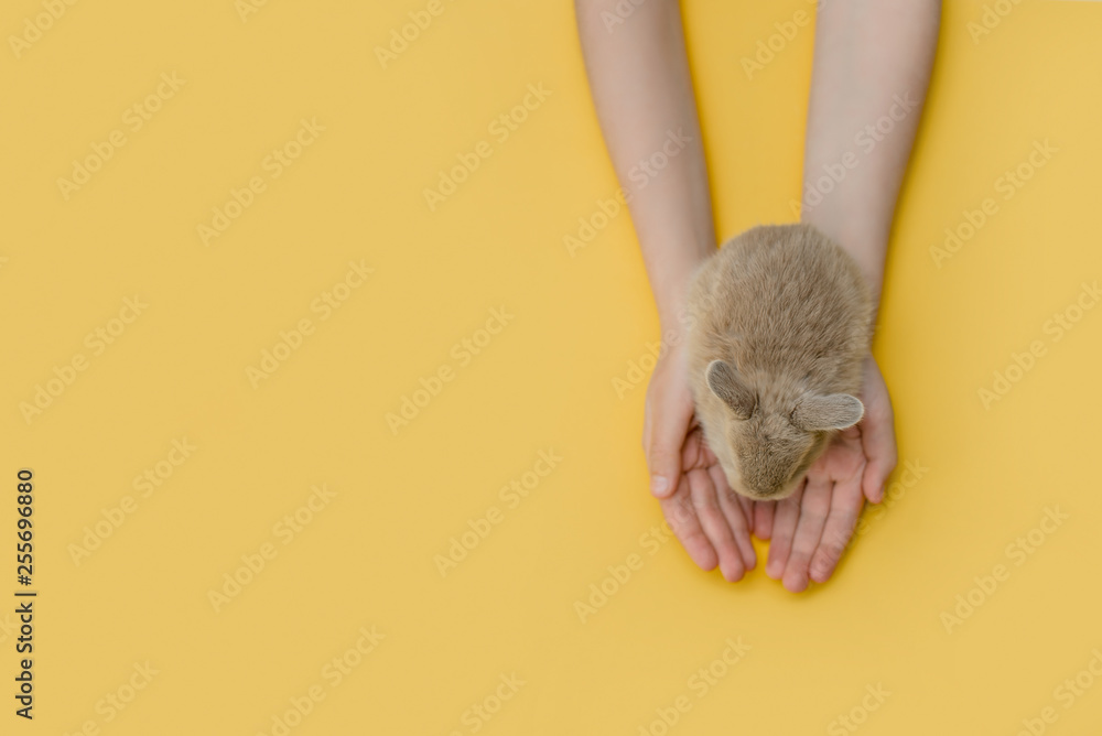 Children's hands hold a little fluffy bunny. Children's hands hold a little fluffy bunny.
