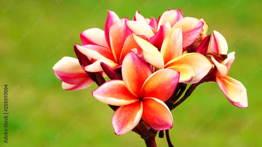 4K Desert rose OrangePing Bignonia on tree bush flower fresh flora plant garden leaf decoration decorative Frangipani Plumeria Temple Tree Graveyard Tree 4K Desert rose OrangePing Bignonia on tree bush flower fresh flora plant garden leaf decoration decorative Frangipani Plumeria Temple Tree Graveyard Tree
