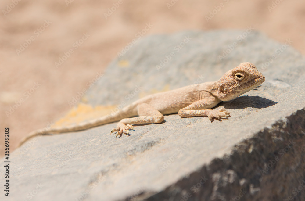 Closeup of egyptian desert agama lizard on a rock Closeup of egyptian desert agama lizard on a rock