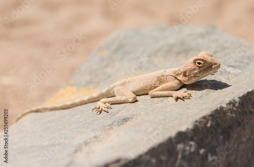 Closeup of egyptian desert agama lizard on a rock