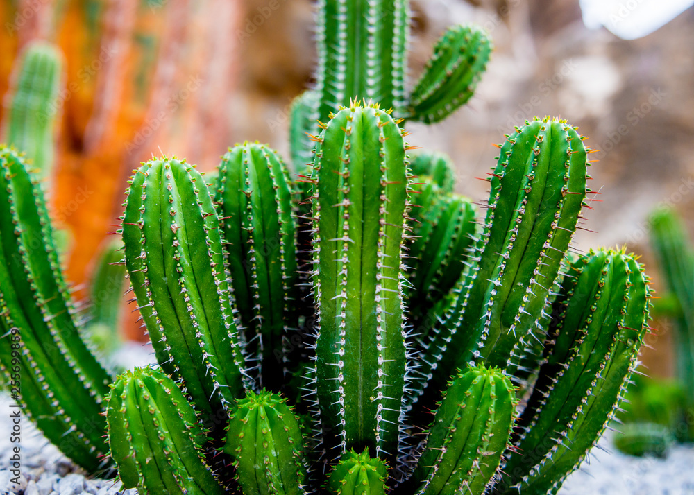 Collection beautiful prickly cacti in the greenhouse Collection beautiful prickly cacti in the greenhouse