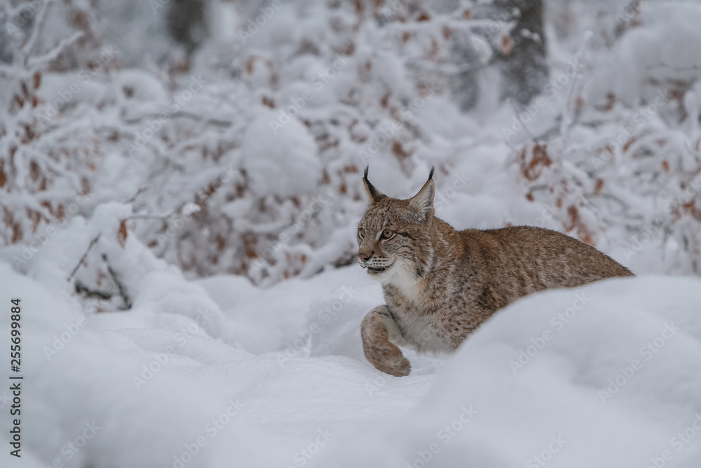 Lynx Lynx