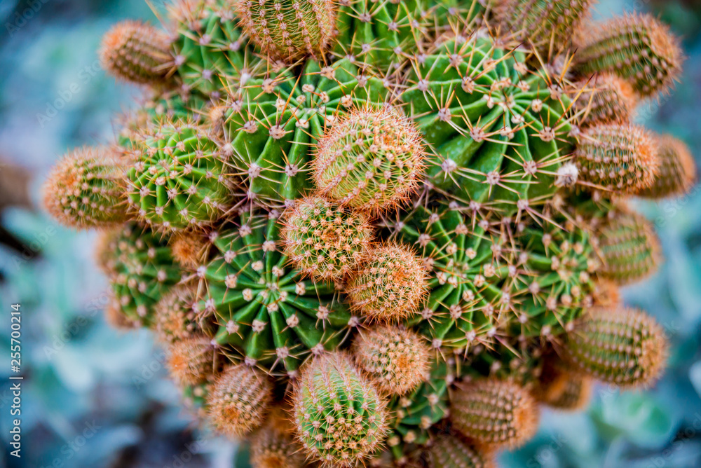 Collection beautiful prickly cacti in the greenhouse Collection beautiful prickly cacti in the greenhouse