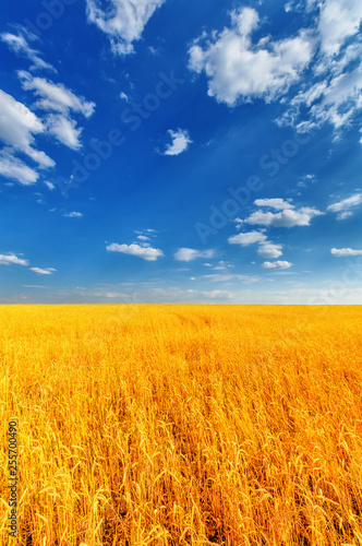 Wheat ears and cloudy sky