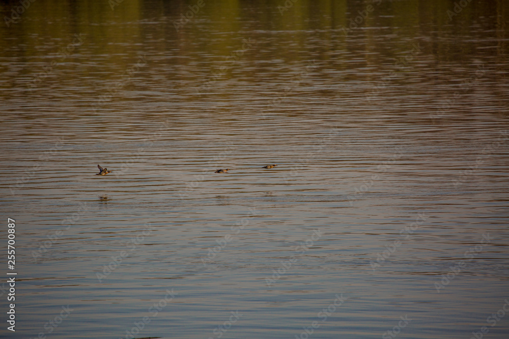 Flight of wild ducks Flight of wild ducks