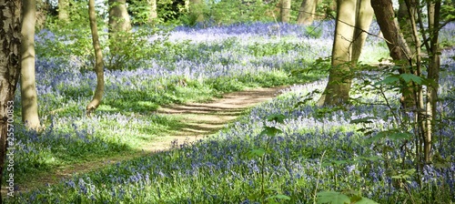 Pathway through the Bluebells 