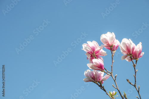Gorgeous Spring blossom at smooth background in sunny day and blue sky at tropical garden, paste space © neurobite