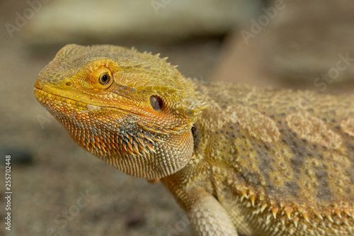 Pogona or Bearded dragon