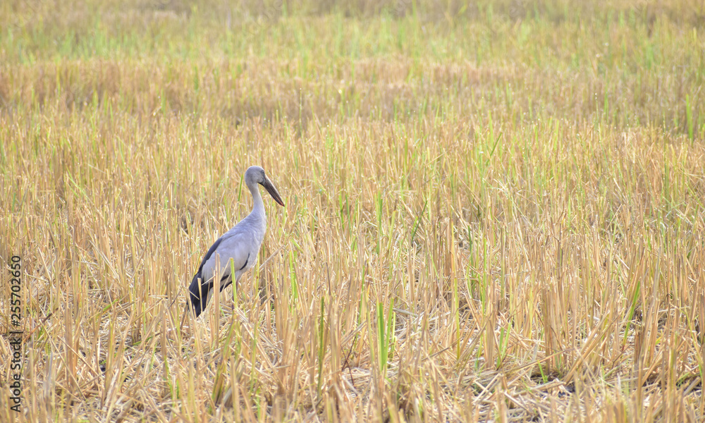 Birds are looking for food in the fields. Birds are looking for food in the fields.