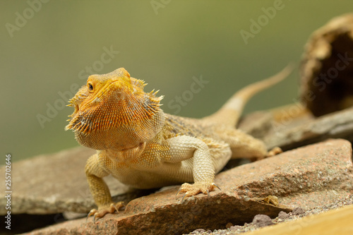 Pogona or Bearded dragon