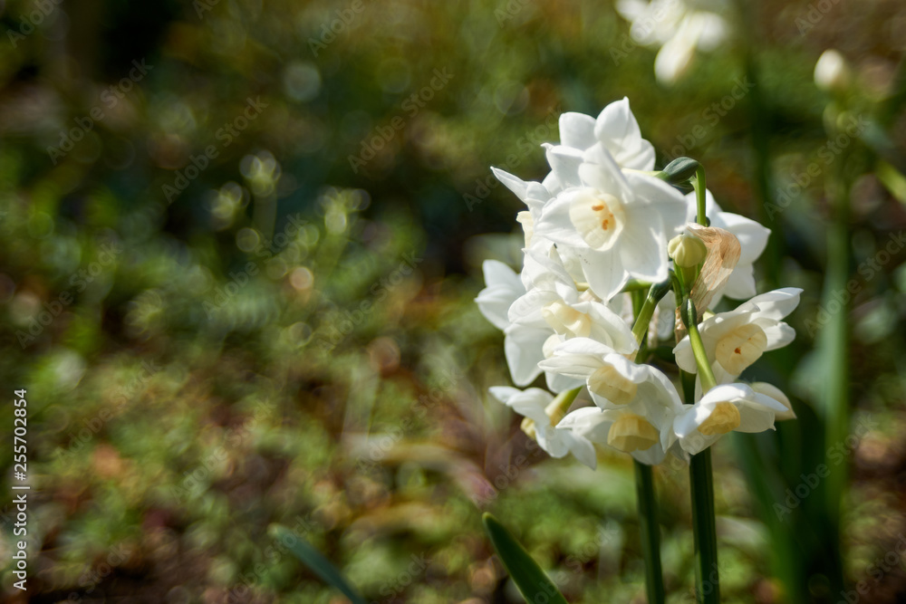 水仙の白い花 冬から春へstock Photo Adobe Stock 水仙の白い花 冬から春へstock Photo Adobe Stock