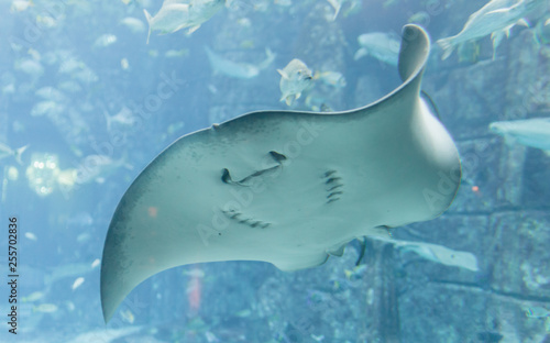 View of a manta ray from underneath