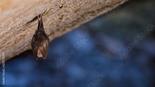 Close up small sleeping horseshoe bat covered by wings, hanging upside down on top of cold natural rock cave while hibernating. Creative wildlife photography. Creatively illuminated blurry background.