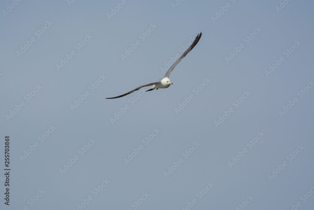 Single seagull flyes in the sky. Single seagull flyes in the sky.