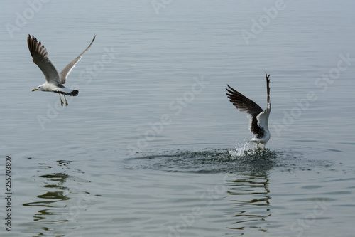 Two seagulls are fighting in the air.