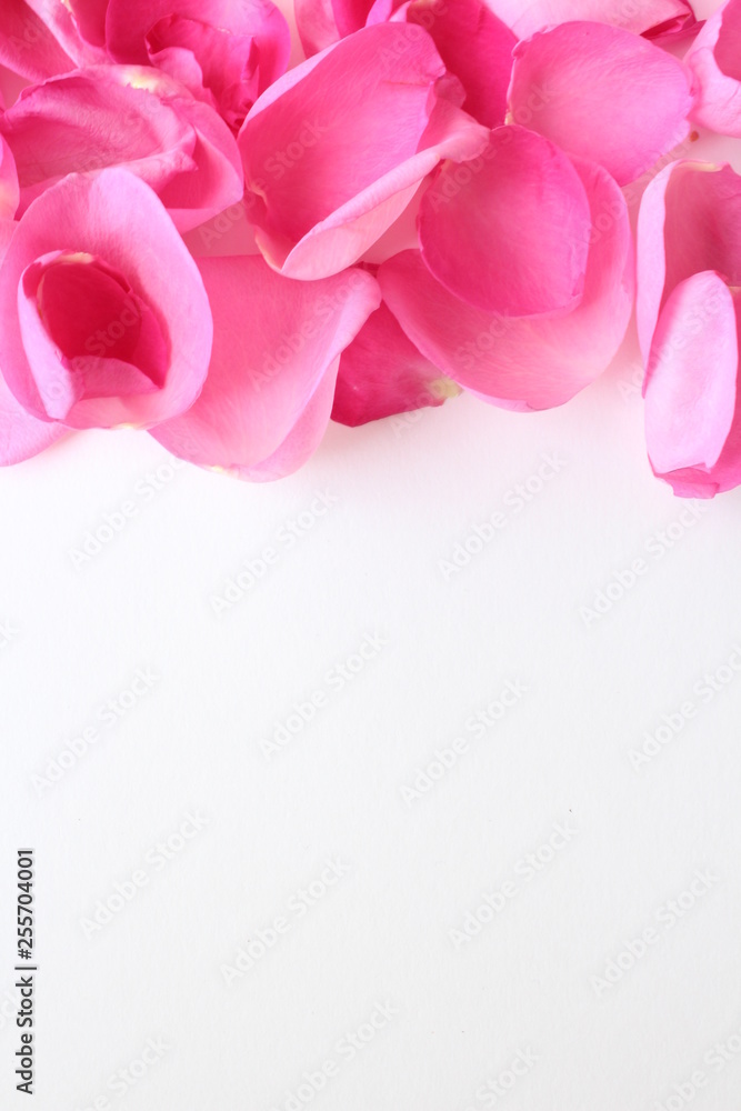 pink and pink rose petals isolated on white background pink and pink rose petals isolated on white background