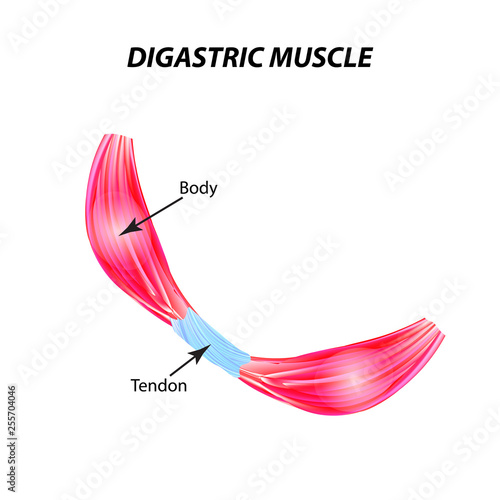 The structure of skeletal muscle. digastric muscle. Tendon. Infographics. Vector illustration on isolated background.